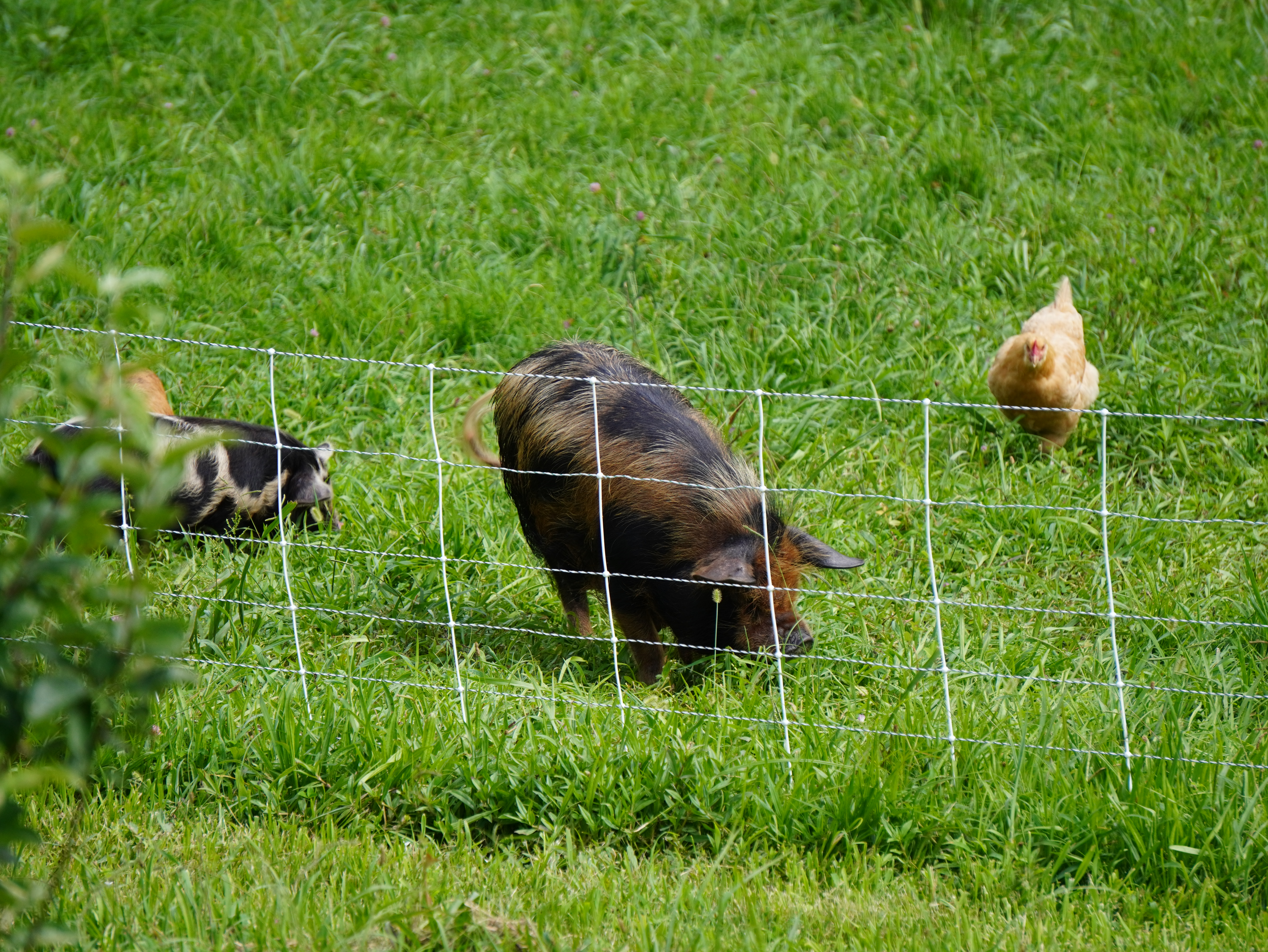 Why Kunekune Pigs Are Great for Homesteaders